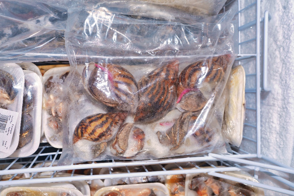 Escargots Achatina en vrac